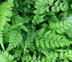 Okanum